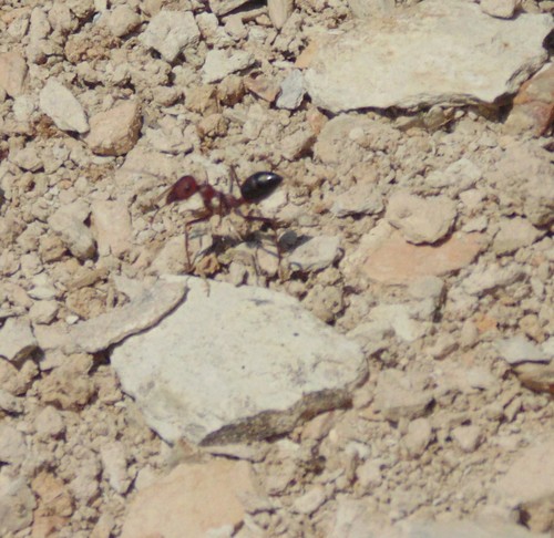 Cataglyphis velox · iNaturalist