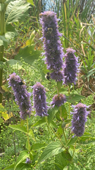 Agastache foeniculum
