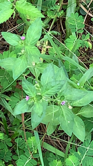 Cuphea carthagenensis