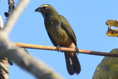 Saltator grandis