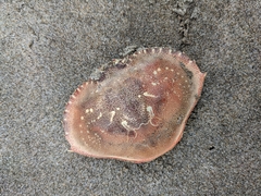 Metacarcinus magister