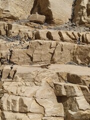 Crotaphytus bicinctores