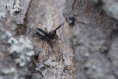 Pseudicius encarpatus