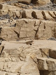 Crotaphytus bicinctores