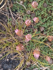 Trifolium fragiferum
