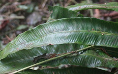 Asplenium scolopendrium