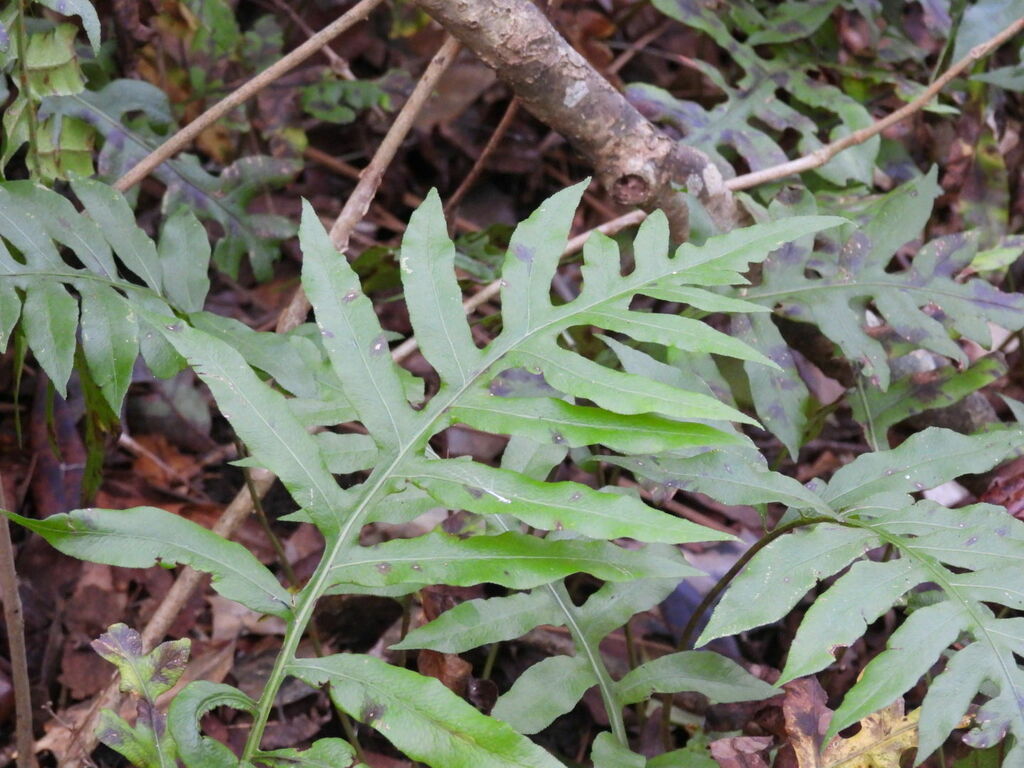 netted chain fern from 1624 W Carolina Ave, Hartsville, SC 29550, USA on September 2, 2022 at 09