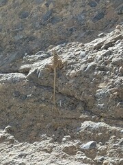 Crotaphytus bicinctores