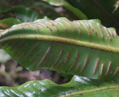 Asplenium scolopendrium