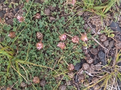 Trifolium fragiferum