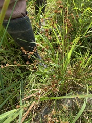 Juncus canadensis