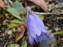 Campanula lasiocarpa