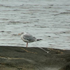 Larus argentatus