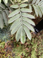 Melianthus