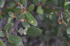 Puccinia caricis-shepherdiae