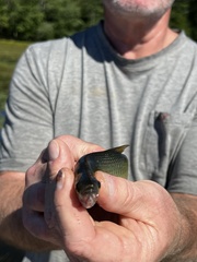 Notemigonus crysoleucas