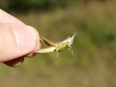 Euthystira brachyptera