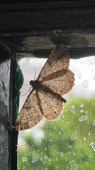Peribatodes rhomboidaria