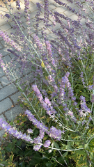 Salvia yangii