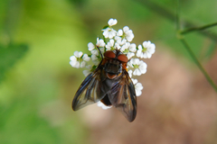 Phasia hemiptera