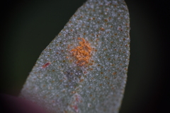 Puccinia caricis-shepherdiae