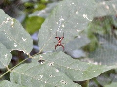 Micrathena sagittata