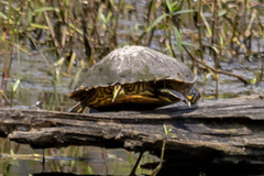 Trachemys scripta