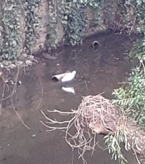 Egretta garzetta
