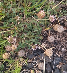 Trifolium fragiferum