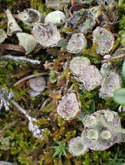 Cladonia pyxidata