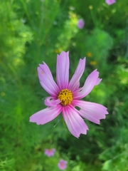 Cosmos parviflorus