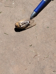 Megatibicen dealbatus