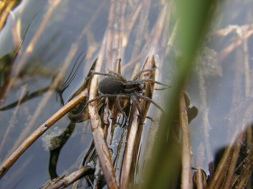 Metlakatla Thin-legged Wolf Spider