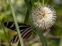 Heliconius charithonia