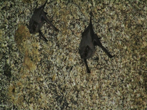 Gray Sac-winged Bat