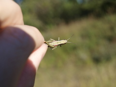 Euthystira brachyptera
