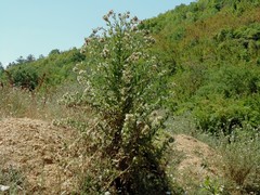 Cirsium candelabrum