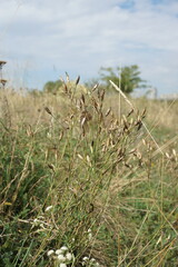 Dianthus marschallii