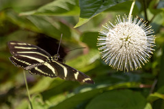 Heliconius charithonia