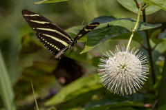 Heliconius charithonia