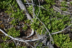 Vaccinium cespitosum