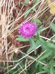 Centaurea nigra