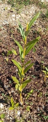 Salix gmelinii