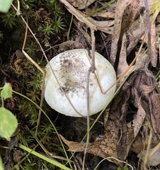 Lactifluus glaucescens