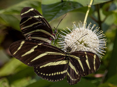 Heliconius charithonia