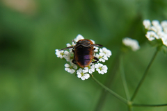 Phasia hemiptera