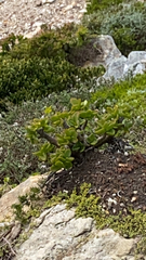 Crassula ovata
