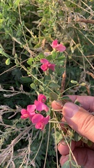 Lathyrus tuberosus