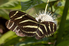Heliconius charithonia