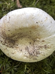 Lactifluus glaucescens